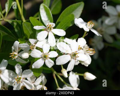 Mexikanische Orangenblüte, mexikanische Orange, Orangenblume, Oranger du Mexique, Choisya ternata, mexikói narancsvirág, Ungarn, Magyarország, Europa Stockfoto