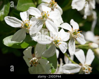 Mexikanische Orangenblüte, mexikanische Orange, Orangenblume, Oranger du Mexique, Choisya ternata, mexikói narancsvirág, Ungarn, Magyarország, Europa Stockfoto