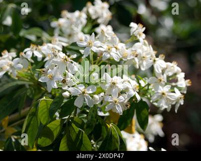 Mexikanische Orangenblüte, mexikanische Orange, Orangenblume, Oranger du Mexique, Choisya ternata, mexikói narancsvirág, Ungarn, Magyarország, Europa Stockfoto