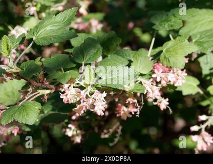 Johannisbeere chaparral, Johannisbeere Chaparral, Ribes malvaceum, Ribizli, Budapest, Ungarn, Magyarország, Europa Stockfoto