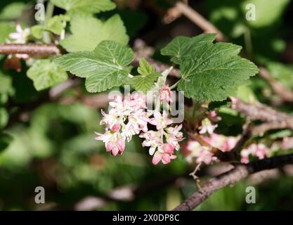 Johannisbeere chaparral, Johannisbeere Chaparral, Ribes malvaceum, Ribizli, Budapest, Ungarn, Magyarország, Europa Stockfoto