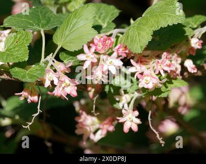 Johannisbeere chaparral, Johannisbeere Chaparral, Ribes malvaceum, Ribizli, Budapest, Ungarn, Magyarország, Europa Stockfoto