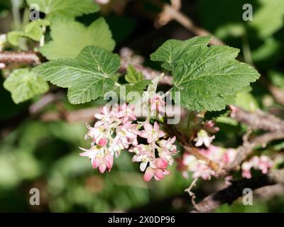 Johannisbeere chaparral, Johannisbeere Chaparral, Ribes malvaceum, Ribizli, Budapest, Ungarn, Magyarország, Europa Stockfoto