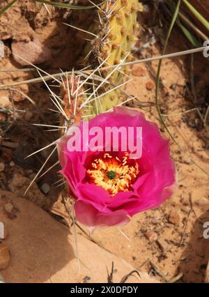 Leuchtend rosa Wildblumen blühen auf grünen Kakteen im Zion National Park, Utah Stockfoto