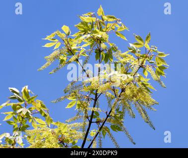 Vineleaf Ahorn, Cissusblättriger Ahorn, Erable à feuille de vigne, Acer cissifolium, vadszőlőlevelű juhar, Budapest, Ungarn, Magyarország, Europa Stockfoto