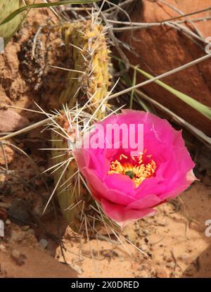 Leuchtend rosa Wildblumen blühen auf grünen Kakteen im Zion National Park, Utah Stockfoto