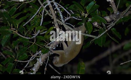 Nächtliches Tier in seinem natürlichen Lebensraum. kinkajou hängt am Baum Stockfoto