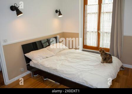 Paris, Frankreich, modernes Schlafzimmer, mit Bett, im Apartmentgebäude Airbnb, Katze auf Bett Stockfoto