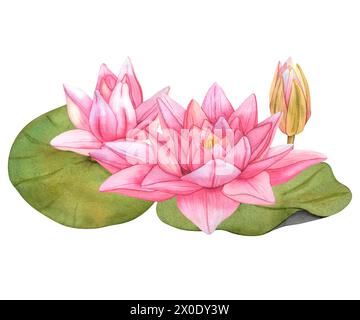 Lotusblumen. Handgezeichnete Aquarellillustration von tropischer rosa Seerose und grünen Blättern auf isoliertem Hintergrund. Seerosenbündel für Clipart Stockfoto