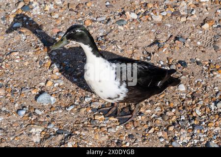 Eine Kreuzung, halb domestizierte und halb wilde Stockenten, Anas platyrhynchos, die am Strand um Essen bettelt. Stockfoto