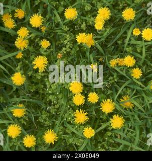 Gruppe von hellgelben Löwenzahn Nahaufnahme auf grünem Grashintergrund. Stockfoto