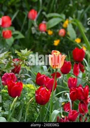 Red Triumph Tulpe Seadov und andere Frühlingsblumen, einschließlich Euphorbia epithymoides (Polychroma) und Wallblumen. April Großbritannien Stockfoto