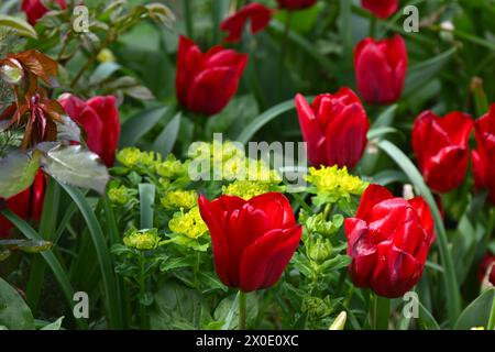 Rote Triumph Tulpe Seadov Blüten und leuchtend gelbe Euphorbia epithymoides (Polychroma) in einem Frühlingsgarten. April Großbritannien Stockfoto