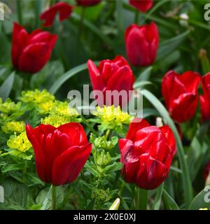 Rote Triumph Tulpe Seadov Blüten und leuchtend gelbe Euphorbia epithymoides (Polychroma) in einem Frühlingsgarten. April Großbritannien Stockfoto