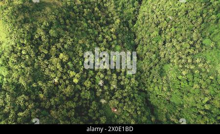 Von oben nach unten tropischer Dschungel: Hügeliger Regenwald auf den Bergen von Legazpi, Philippinen, Asien. Asiatische grüne Naturlandschaft am Sommertag. Philippinisches Wahrzeichen beim Drohnenschuss Stockfoto