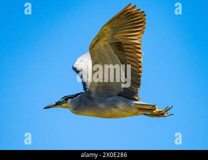 Ein Schwarzgekrönter Nachtreiher (Nycticorax nycticorax), der über den blauen Himmel fliegt. Texas, USA. Stockfoto
