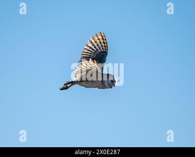 Eine Scheuneneule (Tyto alba), die über den blauen Himmel fliegt. Texas, USA. Stockfoto