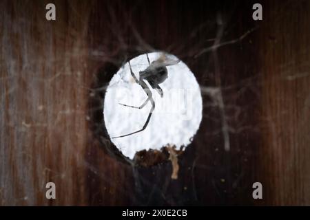 Black Widow Spider in einem Holzloch Stockfoto