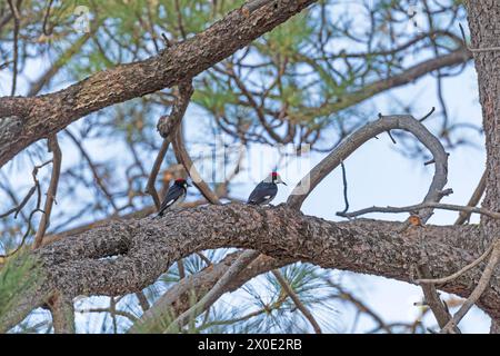 Ein Paar Acorn Woodspechte auf einer Eiche im Cuyamaca Rancho State Park in Kalifornien Stockfoto