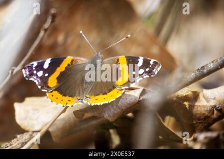 Ein roter Admiral-Schmetterling landete auf dem Boden. Stockfoto