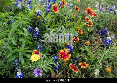 Eine lebendige Mischung aus Wildblumen, einschließlich Blaublumen und indischen Decken-Blüten in einem üppigen Feld. Die leuchtenden roten, blauen und gelben Blüten heben sich hervor Stockfoto