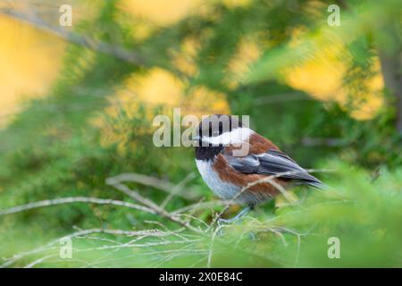 Chickadee mit Kastanienrücken auf einem Baum auf Bainbridge Island in Washington. Stockfoto