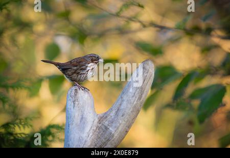Fox Sparrow hockte auf einem Baum auf Bainbridge Island in Washington. Stockfoto