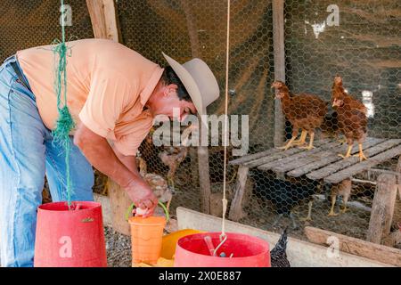 Villanueva, Santander, Kolumbien, 2. April 2024, der lateinische Farmer sammelt kreolische Eier auf dem Hühnerhof und verkauft sie dann auf dem lokalen Markt Stockfoto