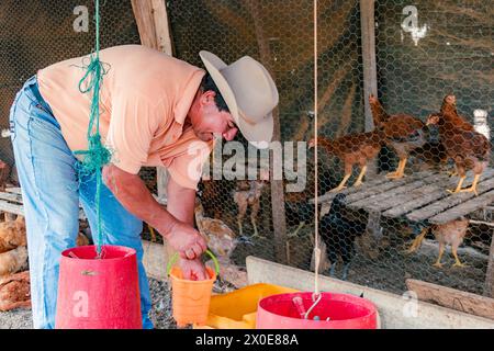 Villanueva, Santander, Kolumbien, 2. April 2024, der lateinische Farmer sammelt kreolische Eier auf dem Hühnerhof und verkauft sie dann auf dem lokalen Markt Stockfoto