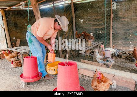 Villanueva, Santander, Kolumbien, 2. April 2024, der lateinische Farmer sammelt kreolische Eier auf dem Hühnerhof und verkauft sie dann auf dem lokalen Markt Stockfoto