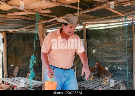 Villanueva, Santander, Kolumbien, 2. April 2024, der lateinische Farmer sammelt kreolische Eier auf dem Hühnerhof und verkauft sie dann auf dem lokalen Markt Stockfoto