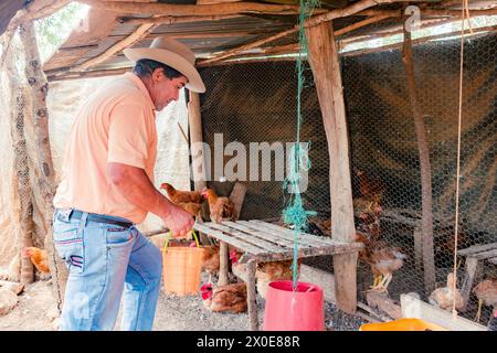 Villanueva, Santander, Kolumbien, 2. April 2024, der lateinische Farmer sammelt kreolische Eier auf dem Hühnerhof und verkauft sie dann auf dem lokalen Markt Stockfoto