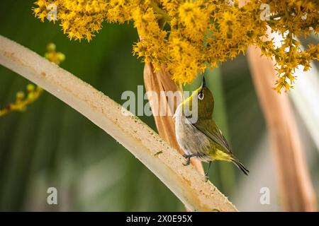 Japanisches Weißauge auf der Jagd nach Palmen auf der Big Island von Hawaii. Stockfoto