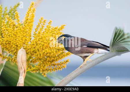 Gemeine Myna thront auf einer Palme auf der Big Island von Hawaii. Stockfoto