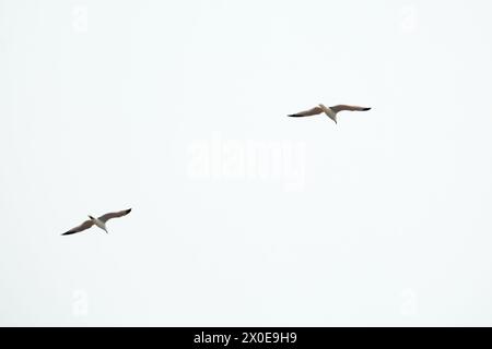 Eine elegante Aufnahme von zwei Vögeln in der Mitte des Fluges, die die Anmut und Synchronität ihrer Bewegungen vor einem klaren und ungehinderten Himmel hervorheben, ideal für Stockfoto