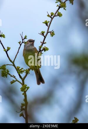 Kleiner brauner Dunnock mit gesprenkelter Brust, sucht nach Nahrung zwischen den Büschen im Father Collins Park, Dublin. Stockfoto