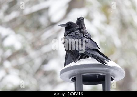 Ein Paar Ravens (Corvus corax), die im Schnee auf einem schneebedeckten Schornstein thronten. Yosemite, Kalifornien, USA im März, Frühling Stockfoto