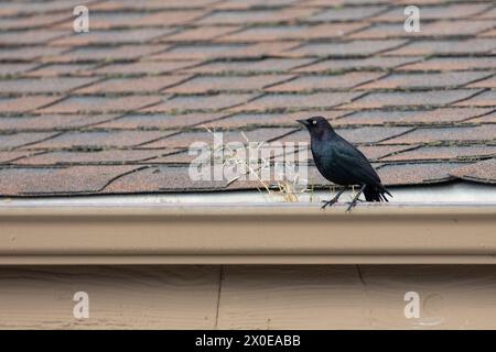 Eine männliche Brewer-Amsel (Euphagus cyanocephalus) thronte im März im Frühjahr auf einem Dach in Davenport, Kalifornien, USA Stockfoto