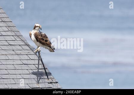 Ein Osprey (Pandion haliaetus) thront auf Netzen auf dem Dach des Monterey Bay Aquariums in Monterey, Kalifornien, USA im März, Frühling Stockfoto