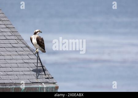 Ein Osprey (Pandion haliaetus) thront auf Netzen auf dem Dach des Monterey Bay Aquariums in Monterey, Kalifornien, USA im März, Frühling Stockfoto