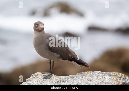 Die Heermannsche Möwe (Larus heermanni) bei unreifem, juvenilem oder nicht-Zuchtgefieder. In der Nähe von Vogelfelsen, Küste von Kalifornien, USA im März, Frühling. Stockfoto