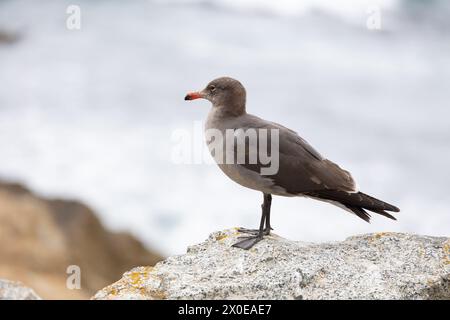 Die Heermannsche Möwe (Larus heermanni) bei unreifem, juvenilem oder nicht-Zuchtgefieder. In der Nähe von Vogelfelsen, Küste von Kalifornien, USA im März, Frühling. Stockfoto