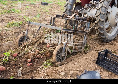 Kartoffelgräbermaschine, die auf dem Feld arbeitet und Kartoffeln während der Ernte vom Boden hebt Stockfoto