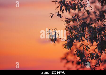 Erstaunliche Äste bei Sonnenuntergang im Hintergrund. Geringe Schärfentiefe Stockfoto