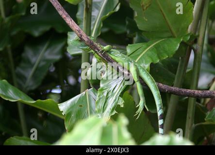 Weibliche gefiederte Basilisken, Basiliscus plumifrons, Corytophanidae, Iguania, Squamata, Reptilia. Tortuguero, Costa Rica. Stockfoto