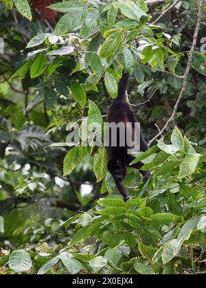 Weiblicher Goldener Brüllaffen, Alouatta palliata palliata, Atelidae. Tortuguero, Costa Rica. Stockfoto