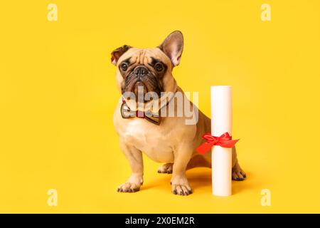 Niedliche französische Bulldogge in Fliege mit Diplom auf gelbem Hintergrund Stockfoto