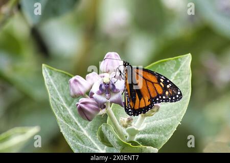 Wunderschöner Monarchschmetterling schlürft Nektar aus einer Kronenblume. Stockfoto