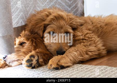 Kuschelhündchen Goldendoodles Stockfoto