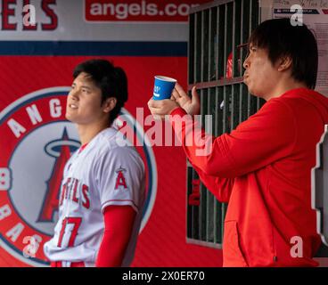 Anaheim, Kalifornien, USA. April 2024. SHOHEI OHTANI von den Los Angeles Angels mit dem Interpreten IPPEI MIZUHARA (R) im Dugout während eines Baseballspiels im Angel Stadium. (Kreditbild: © Mark Edward Harris/ZUMA Press Wire) NUR REDAKTIONELLE VERWENDUNG! Nicht für kommerzielle ZWECKE! Stockfoto